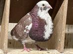 Til Kroppers, Meerdere dieren, Overige soorten