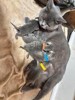 6 britse korthaar kittens, Geslacht onbekend, Ontwormd, 0 tot 2 jaar