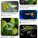 Visjes (koud), insecten, (+vakantieplek voor knaagdieren), Dieren en Toebehoren, Vissen | Aquariumvissen, Vis, Zoetwatervis