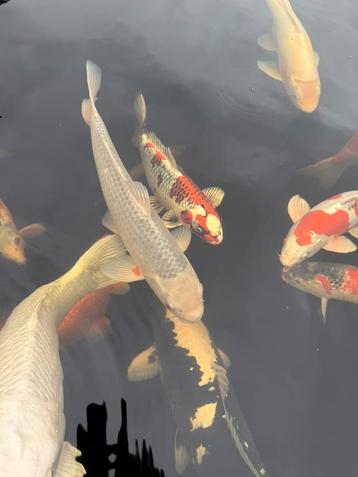 Asagi Oya beschikbaar voor biedingen