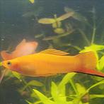 Mooie jonge zwaarddragers, Dieren en Toebehoren, Vissen | Aquariumvissen, Vis