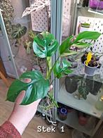 Monstera Minima stekjes – Compact en stijlvol, Groene kamerplant, Ophalen, Overige soorten, Minder dan 100 cm