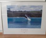 Foto dolphin John D'Errey in lijst, Ophalen