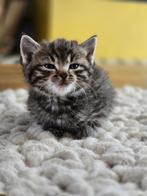 Kruising ragdoll katertje te koop, Dieren en Toebehoren, Katten en Kittens | Overige Katten, Kater