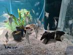 Amazon maanvissen, Pterophyllum Scalare Amazon, Vis, Zoetwatervis