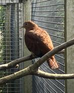 Blauwe grondduif (duivinnen), Vrouwelijk, Overige soorten