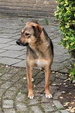 Maronel, medium reutje gecastreerd 3 jaar, Dieren en Toebehoren, Honden | Niet-rashonden, Particulier, Rabiës (hondsdolheid), Reu