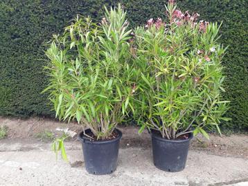 Oleander in pot, 2 stuks, felrose bloemen, voor op terras beschikbaar voor biedingen