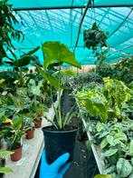 Syngonium Mottled Mojito - 12cm Pot, Overige soorten, In pot, Minder dan 100 cm, Groene kamerplant