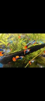 Toxedo koi red guppen te koop, Dieren en Toebehoren, Vis, Zoetwatervis, Schoolvis
