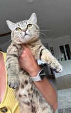 Herplaatsing  Brits korthaar poes  zoekt nieuw huisje, Dieren en Toebehoren, Katten en Kittens | Raskatten | Korthaar, Poes, Gechipt