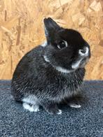 Kleurdwerg Zilvervos Zwart Man Jong (dwergkonijn), Dieren en Toebehoren, Konijnen, Mannelijk, Dwerg, 0 tot 2 jaar