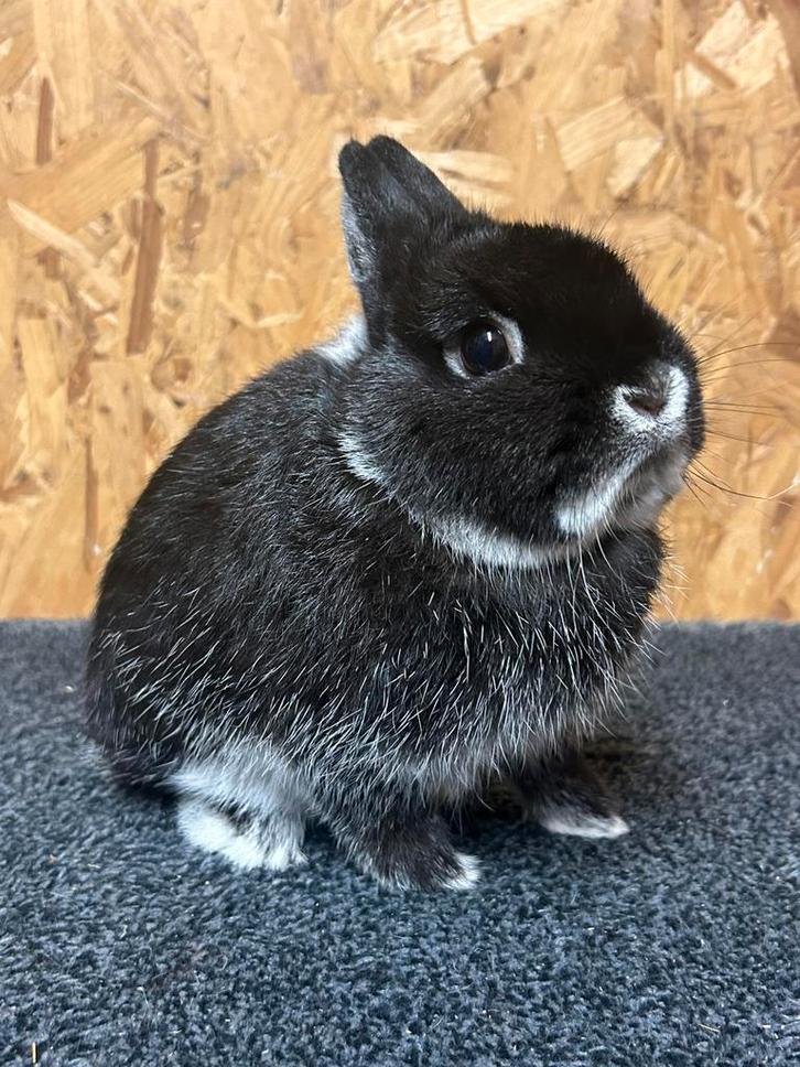 Kleurdwerg Zilvervos Zwart Man Jong (dwergkonijn), Dieren en Toebehoren, Konijnen, Dwerg, Mannelijk, 0 tot 2 jaar