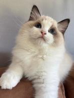 Ragdoll kitten broertjes met stamboom zoeken forever home ️, Meerdere dieren, Gechipt, 0 tot 2 jaar