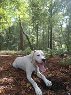 Mastiff hond, Dieren en Toebehoren, Rabiës (hondsdolheid), Reu, Eén hond, Nederland