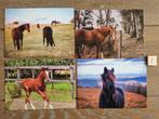 Set 1 4 PAARDEN kaarten postcrossing nieuw, Verzamelen, Ansichtkaarten | Dieren, Paard, Ophalen of Verzenden, 1980 tot heden