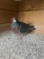 1 jonge laudino, Meerdere dieren, Kropper