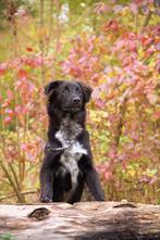 Gezocht gratis spullen voor hond en kat, Dieren en Toebehoren, Honden-accessoires, Ophalen