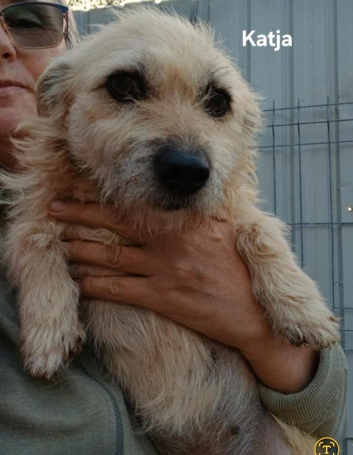 Katja zoekt baasje, Dieren en Toebehoren, Honden | Niet-rashonden, Klein, Teef, Particulier, Eén hond, Buitenland, 3 tot 5 jaar
