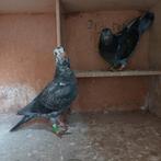 Twee jonge Kleurpostduiven., Meerdere dieren