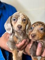 Teckel pups korthaar, Dieren en Toebehoren, Honden | Teckels en Dashonden, Nederland, CDV (hondenziekte), 8 tot 15 weken, Korthaar