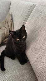 Mooie zwarte korte Britse haar kitten, Dieren en Toebehoren, Katten en Kittens | Raskatten | Korthaar, Poes, Ontwormd