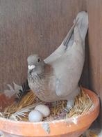 Postduif duivin, Dieren en Toebehoren, Vogels | Duiven, Vrouwelijk, Kropper