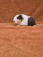 Sheltie choco creme wit beertje stamboom fok knuffel vlekjes, Dieren en Toebehoren, Knaagdieren, Cavia, Mannelijk, Januari, Tam