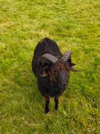 Ouessant ram, Dieren en Toebehoren, Schapen, Geiten en Varkens, Mannelijk, Schaap, 0 tot 2 jaar