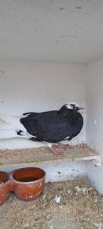 Hoogvlieger, Geslacht onbekend, Overige soorten