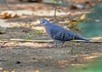 BLAUWE GRONDDUIF MAN, Mannelijk, Tropenvogel, Geringd