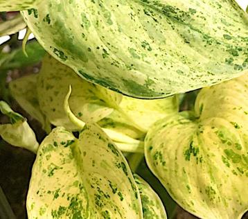 Scindapsus Jade Satin Marble Variegata stekjes beschikbaar voor biedingen