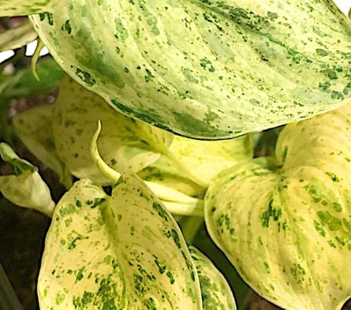 Scindapsus Jade Satin Marble Variegata stekjes, Huis en Inrichting, Kamerplanten, Overige soorten, Minder dan 100 cm, Halfschaduw