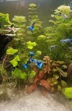 Zomeractie:blue Moscow guppen gup guppie blauw, Dieren en Toebehoren, Vissen | Aquariumvissen, Vis