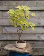 Acer palmatum Orange Dream bonsai drumschaal, In pot, Bloeit niet, Halfschaduw, Minder dan 100 cm