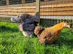 Brahma groot | Tamme grote kippen | Passend advies, Dieren en Toebehoren, Pluimvee, Meerdere dieren, Kip