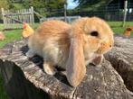 Oranje franse hangoor voedster, Dieren en Toebehoren, Konijnen, Vrouwelijk, Groot, Hangoor, 0 tot 2 jaar