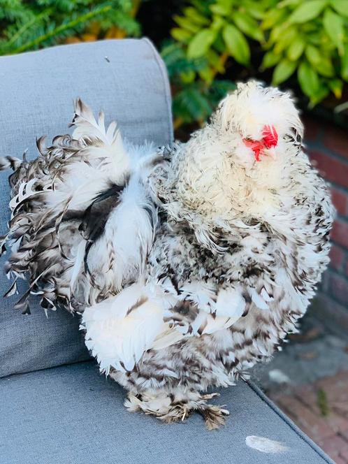 Zijdehoen USA broed eieren hatching eggs silkie, Dieren en Toebehoren, Pluimvee, Kip, Geslacht onbekend