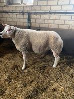 Luxe jonge zuivere texelaar dekram, Dieren en Toebehoren, Schapen, Geiten en Varkens, Mannelijk, Schaap