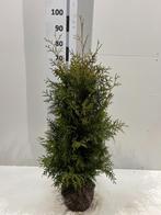 Thuja occ. 'Brabant' (haagconifeer), Conifeer, Ophalen, 100 tot 250 cm