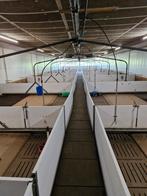 Hokinrichting biggen 5 jaar jong, Ophalen of Verzenden, Zo goed als nieuw, Minder dan 15 m²