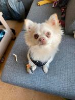 Lieve pomchi reu, Dieren en Toebehoren, CDV (hondenziekte), 1 tot 2 jaar, Eén hond, Nederland