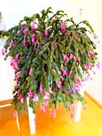 Zeer grote lidcactus, bloeit 2-3 keer per jaar, Huis en Inrichting, Ophalen, In pot, Halfschaduw, Minder dan 100 cm