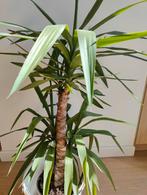 Yucca Elephantipes 2 stam - Palmlelie 120cm - in kwekerspot, Ophalen