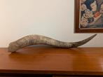 Hele gave echt bizon hoorn, Ophalen, Beeldje of Figuurtje