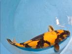 Prachtige ki utsuri female, Dieren en Toebehoren, Vissen | Vijvervissen, Karper of Koi