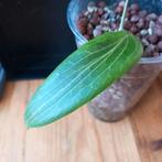 hoya soligamania stek nr 36, Huis en Inrichting, Kamerplanten, Ophalen of Verzenden, Overige soorten, Minder dan 100 cm