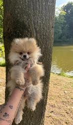 Pomeriaan pup teefje, Dieren en Toebehoren, Keeshond, Rabiës (hondsdolheid), 8 tot 15 weken, Teef