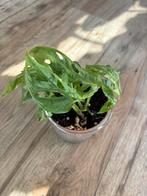 Monstera adansonii variegata, Ophalen of Verzenden, Overige soorten, Minder dan 100 cm