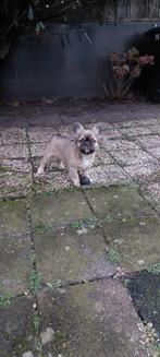 te koop zeer mooie franse bulldog pup, fluffy teefje., Dieren en Toebehoren, Parvo, 8 tot 15 weken, Teef, Bulldog